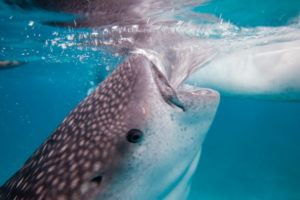 Oslob Whale Shark Swimming, the Good, the Bad and the Ugly.