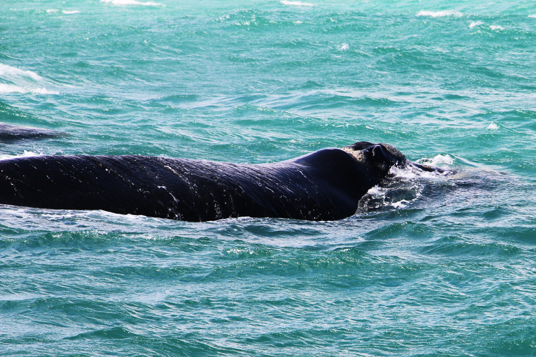 Whale Watching in Hermanus – Stingy Nomads