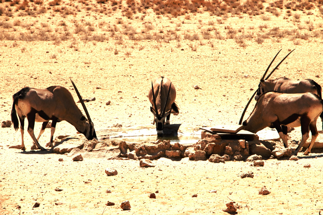 The Ultimate Kgalagadi Transfrontier Park Safari Guide