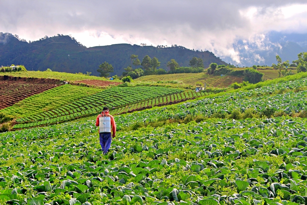 Find Yourself in the Cordilleras: The Farm Tourism Circuit of Benguet and Mountain Province