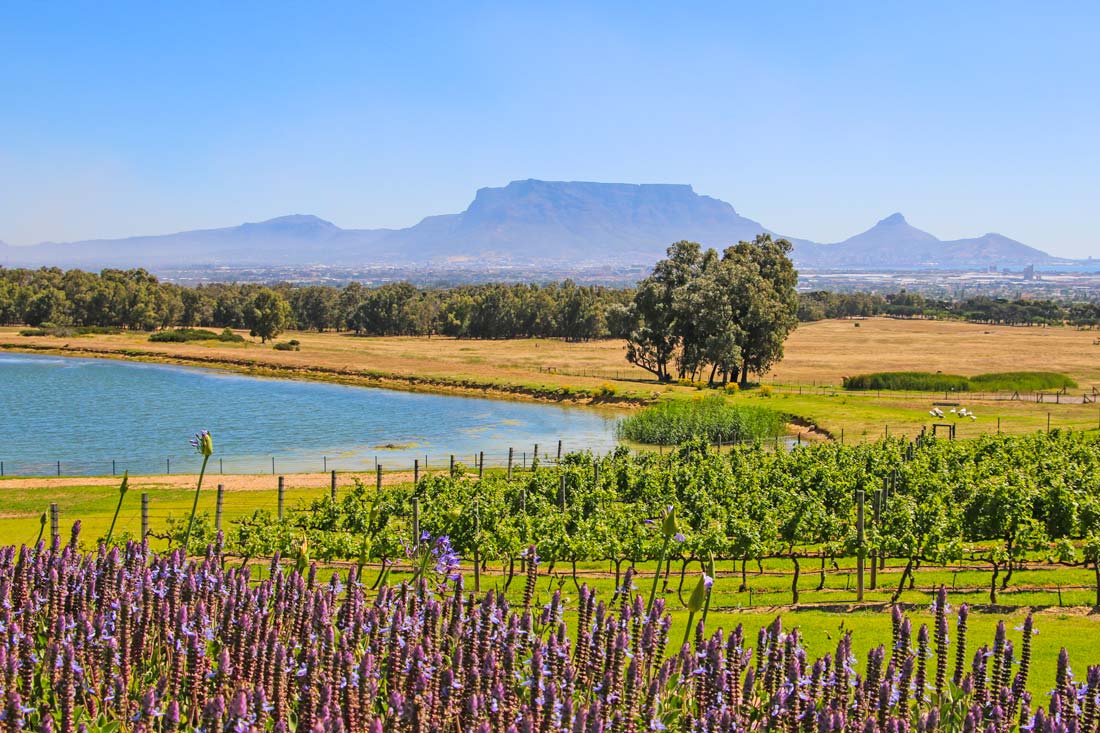 Durbanville Wine Farms – a Complete Wine Tasting Guide.