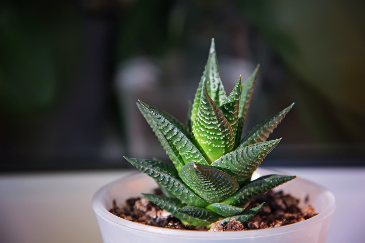 10 Easiest Indoor Plants That Anyone Can Grow