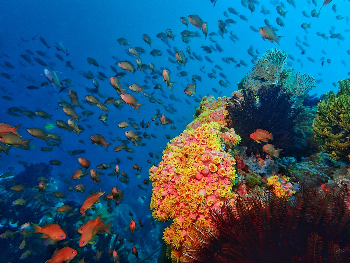 Christmas Cheer to the Diving Haven